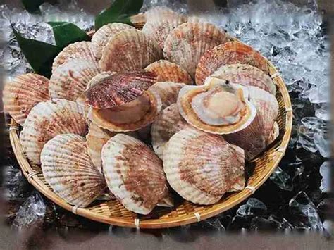 Exploring The World Of Scallops What Is A Dayboat Scallops Haidongseafood Premium Frozen