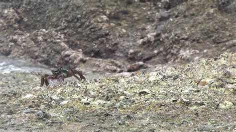 Closeup Of Rock Crabs On The Stone Near Water Eating Algae 22959711