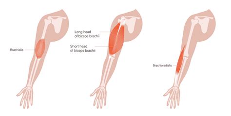 Hammer Curls Vs Biceps Curls Which Is Better For Building Strength