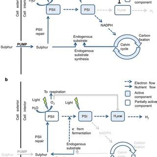 Schematics Of The Intracellular Processes And Pathways That Occur Under