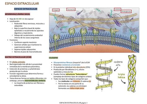 Espacio Extracelular Anaiz Ticona Flores Udocz