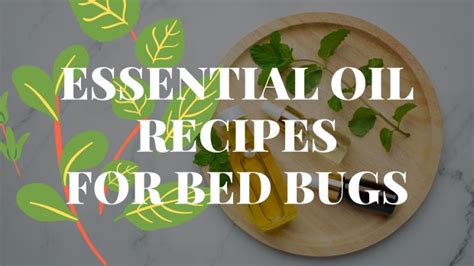 Essential Oils For Bed Bugs [DIY Recipes Included] - Bed Bugs Removal Guide