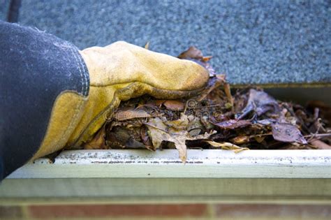 Fall Cleanup Leaves In Gutter Stock Image Image Of Cleanup Leaves