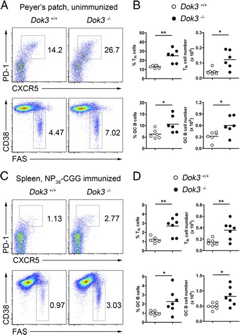 Expansion Of T Fh And Gc B Cells In Dok3 − − Mice Flow Cytometry Download Scientific Diagram