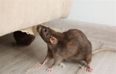 Pantes Banyak Tikus 6 Bau Makanan Yang Bisa Mengundang Tikus Masuk Ke