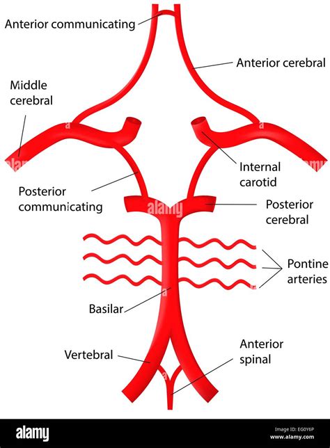 Arteria Espinal Anterior