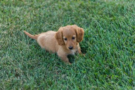 What Is A Golden Retriever Dachshund Golden Dox Mix The Goody Pet