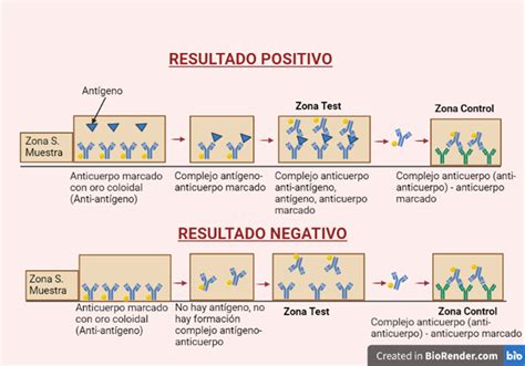 Test De Antígenos qué Son Y Cómo Funcionan