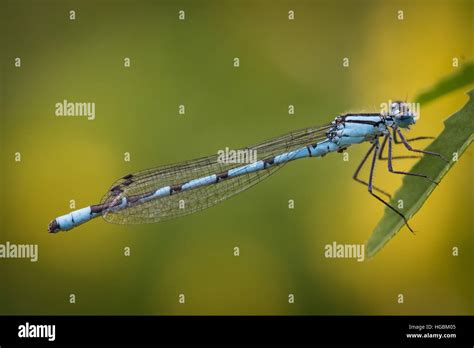 Blue Damsel Fly Stock Photo Alamy