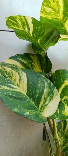 Premium Photo Epipremnum Aureum Plant
