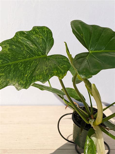 Xl Philodendron Radiatum Plant In X X Pot Kens Philodendrons