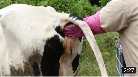 Artificial Insemination In Cattle Youtube