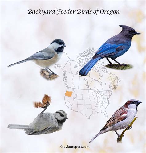 Oregon Backyard Feeder Birds The Definitive Guide