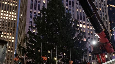 Llega A Nueva York El Emblem Tico Rbol De Navidad Del Rockefeller Center