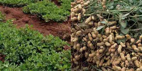 Groundnuts Farming In Kenya