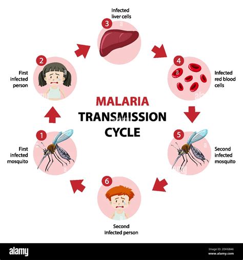 Ilustración infográfica del ciclo de transmisión de la malaria Imagen