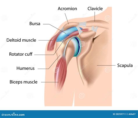 Shoulder Bursa Bursitis Stock Image Image