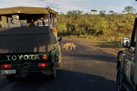 The Best Full Day Hluhluwe Umfolozi Game Reserve Safari 2024