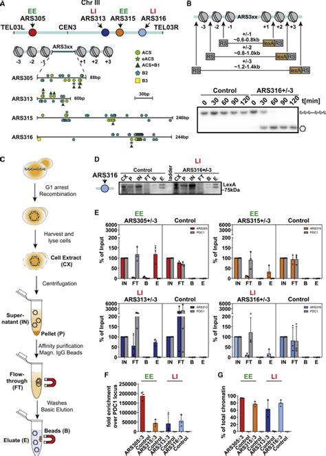 Single Copy Locus Proteomics Of Early And Late Firing DNA Replication