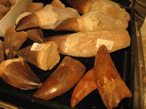 Dinosaur Teeth Natural Selections