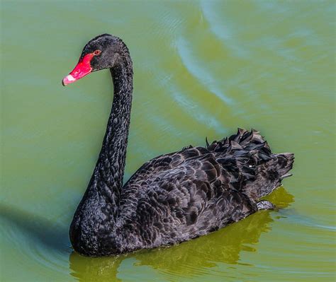 Swan Ave Cisne Negro Aves De · Foto Gratis En Pixabay