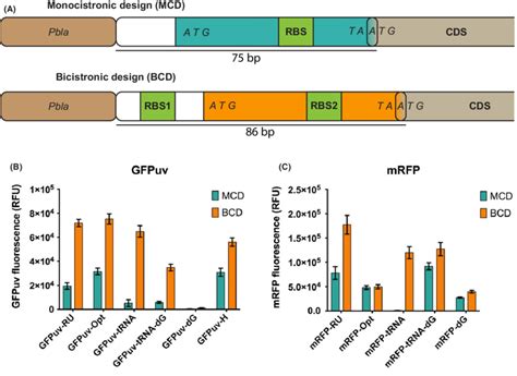 A Genetic Architecture Of Monocistronic And Bicistronic Design B C