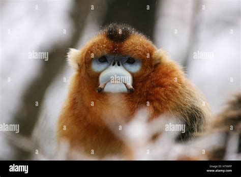 Golden Snub Nosed Monkey Rhinopithecus Roxellana Male Qinling