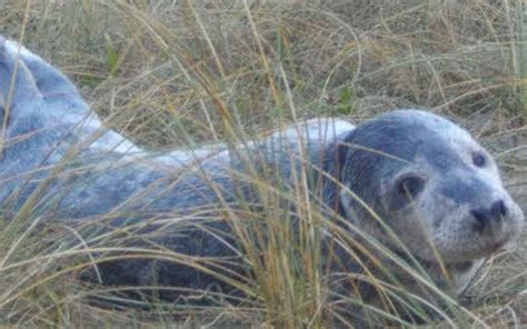 Quiberon Un bébé phoque s échoue pointe du Conguel Le Télégramme