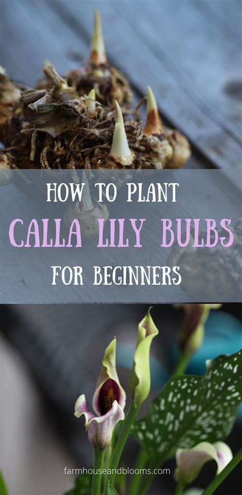 How To Plant Calla Lily Bulbs For Beginners Calla Lily Bulbs Lily