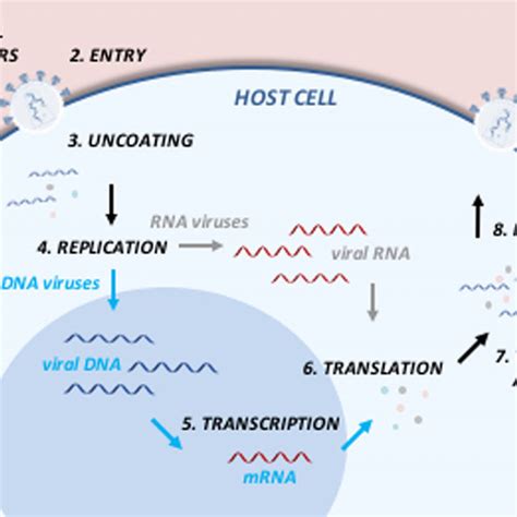 Schematic Representation Of The Viral Life Cycle The Virus Recognizes Download Scientific