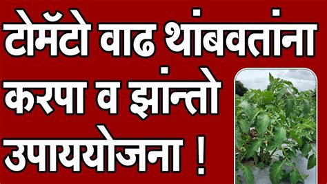 टोमॅटो वाढ थांबवतांना करपा व झान्तो उपाययोजना ।doctorkisanटोमॅटोलागवडtomatofarming