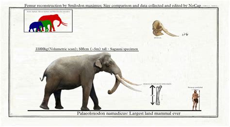 Palaeoloxodon Namadicus Size By Themodes On Deviantart