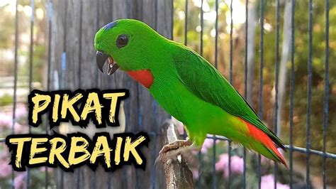 Bunyi Burung Serindit Memanggil Kawan Suara Pikat Burung Serindit