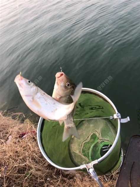 鯽魚發奶！這餌料真好使，春季野釣18斤漁獲！ 每日頭條