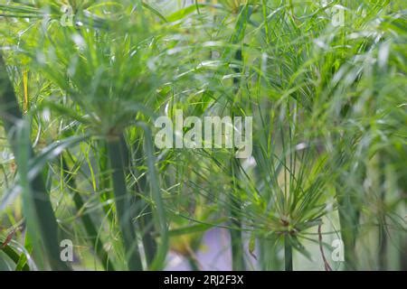 Whorling Umbels Of A Growing Egyptian Paper Rush Plant Papyrus Sedge