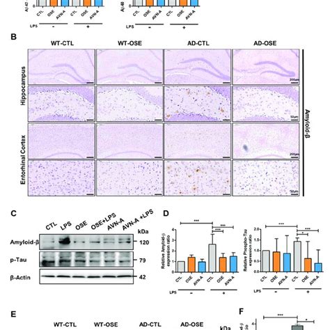 OSE and AVN A exposure lowers the deposition of Aβ in Tg 5xFAD AD mice