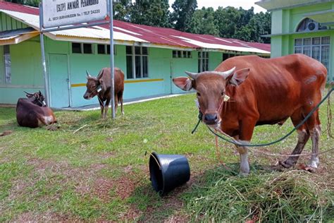 Kebutuhan Hewan Kurban Idul Adha Di Riau Capai Ribu Ekor Moralriau