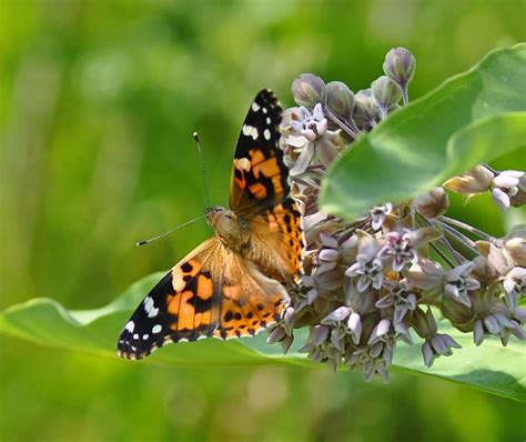 Painted Lady Butterfly Life Cycle And Interesting Facts