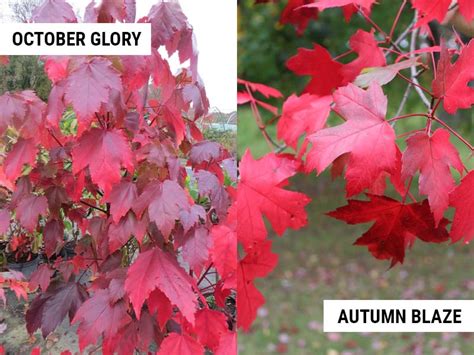 October Glory Maple vs Autumn Blaze (Differences and Similarities) – World of Garden Plants