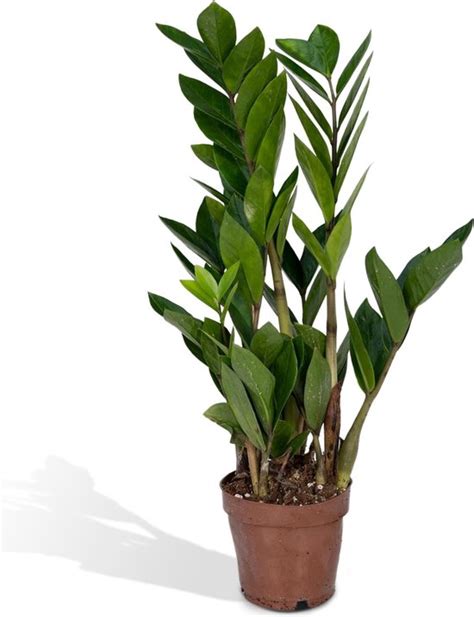 Hello Plants Zamioculcas Zamiifolia Zz Plant Cm Hoogte Cm