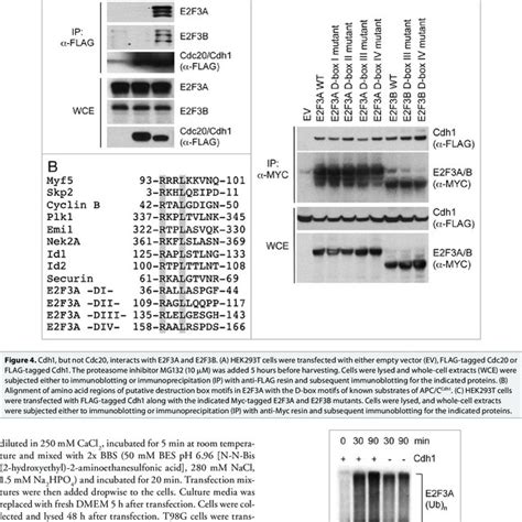 E2f3 Is Ubiquitylated By Apc C Cdh1 In Vitro Ubiquitylation Assay Of Download Scientific