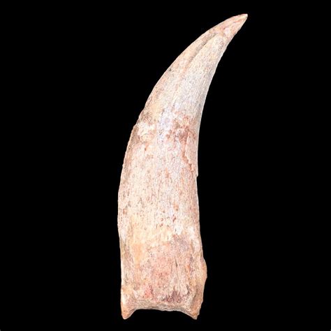 Spinosaurus Dinosaur Claw For Sale Fossilsplus