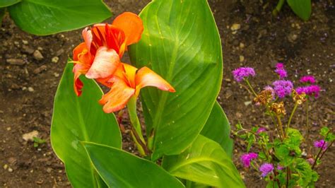 6 Plants That Look Like Bird Of Paradise With Images Garden For Indoor