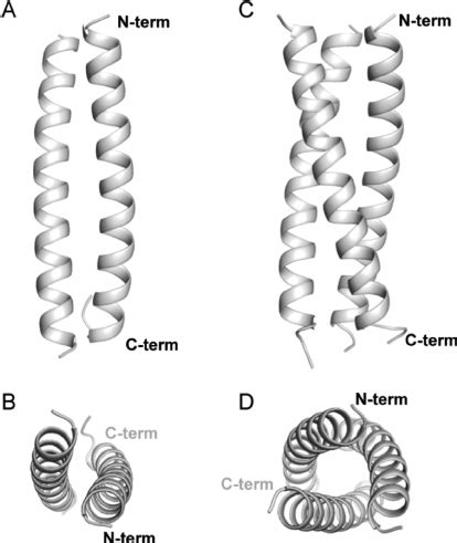 Cartoon Representations Of The Crystal Structures Of The Wild Type