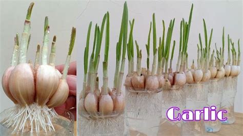 New Method Of Gardeners The Trick To Quickly Planting Garlic Is To