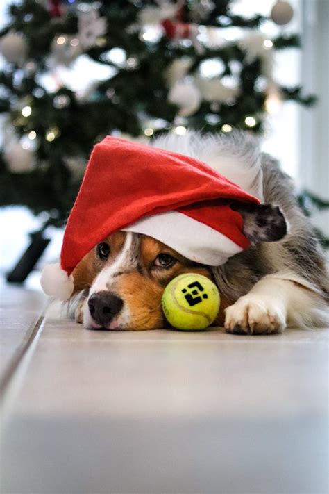 Ass Team Ass Team Twitter