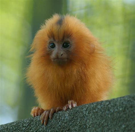 Baby Tamarin Dsc6718 A Baby Golden Lion Tamarin Flickr