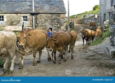 Vida Rural Española Opinión De La Calle Con La Vaca Que Da Un Paseo