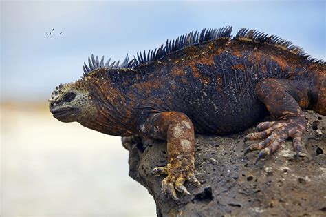 IGUANA Características Hábitat Alimentos y Reproducción Cumbre