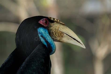 Wreathed hornbill stock photo. Image of orange, black - 112670406